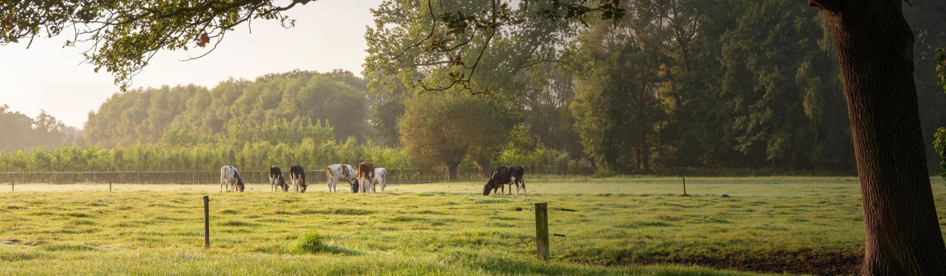 Zin om te komen eten of benieuwd wat wij voor jou kunnen betekenen?