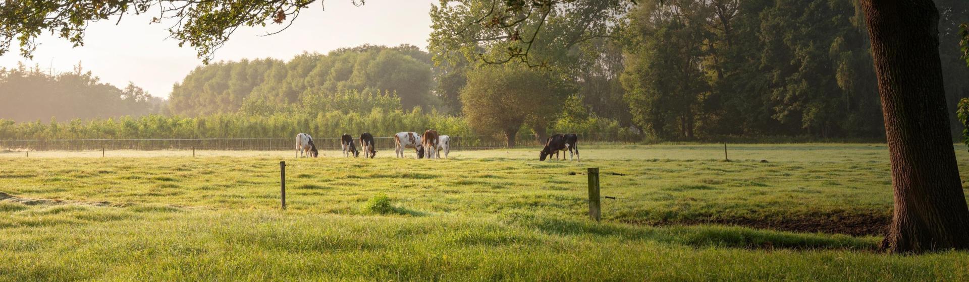 Zin om te komen eten of benieuwd wat wij voor jou kunnen betekenen?