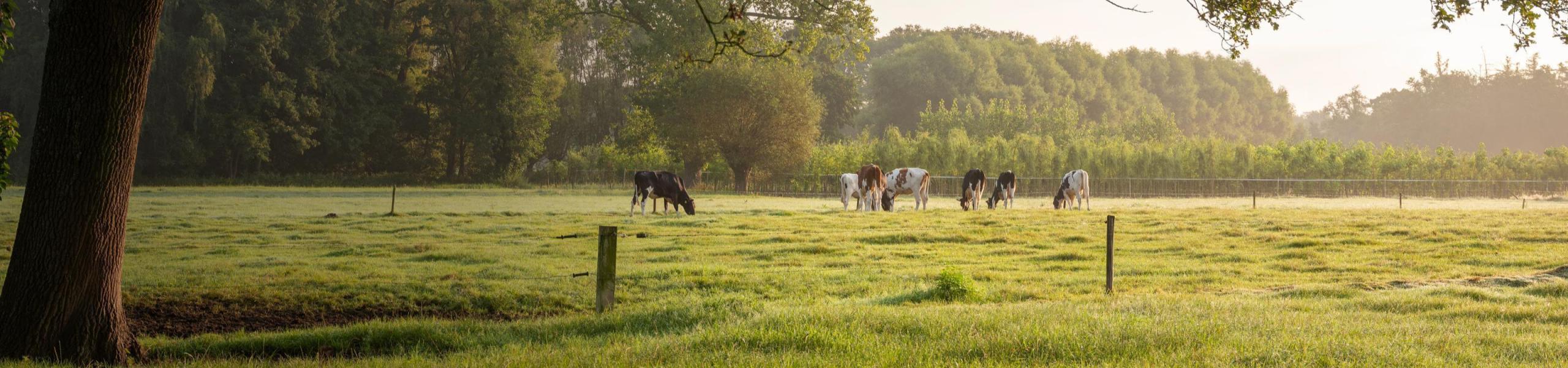 Oisterwijk Parel in ‘t Groen